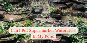 Can I Put Supermarket Watercress In My Pond