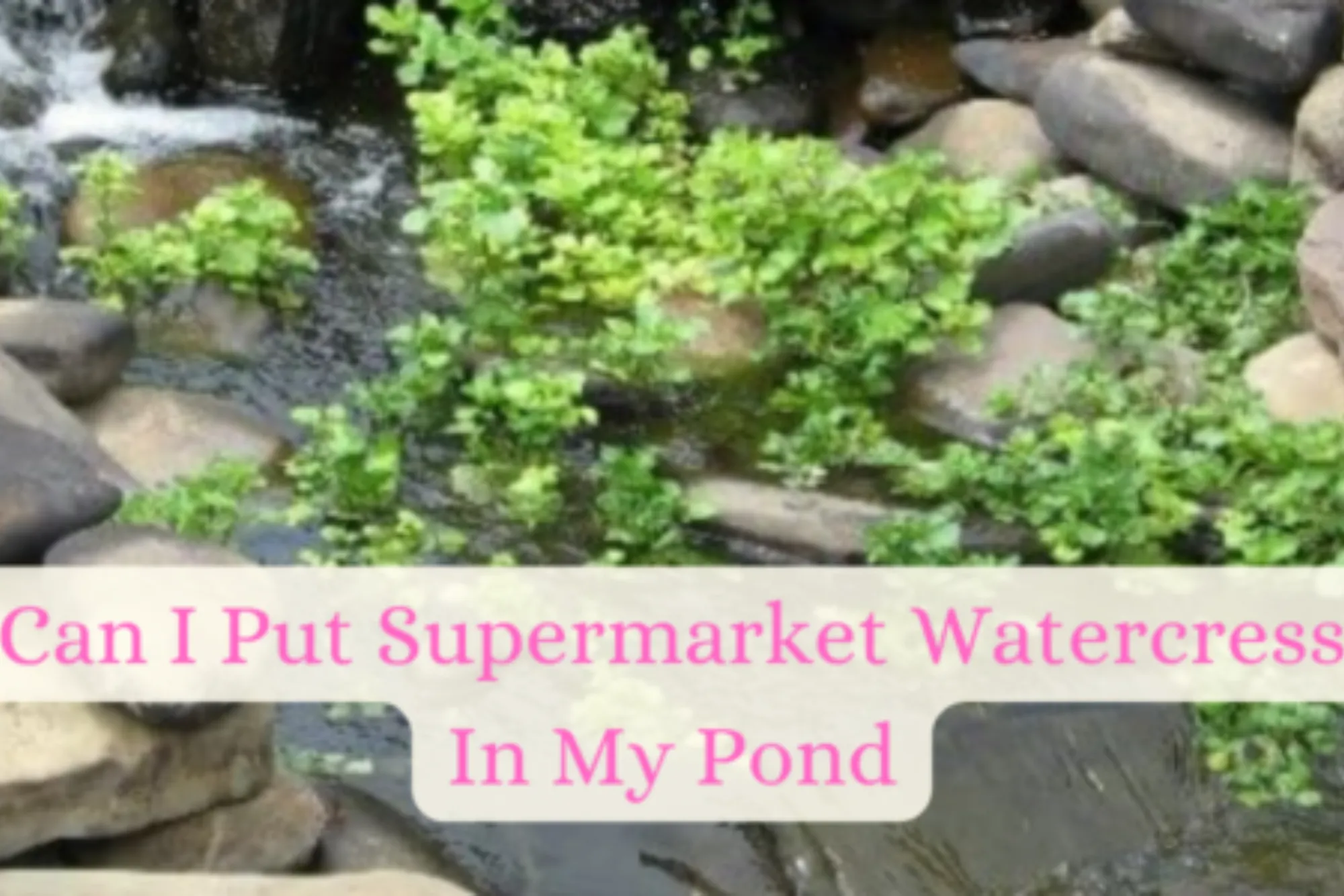 Can I Put Supermarket Watercress In My Pond