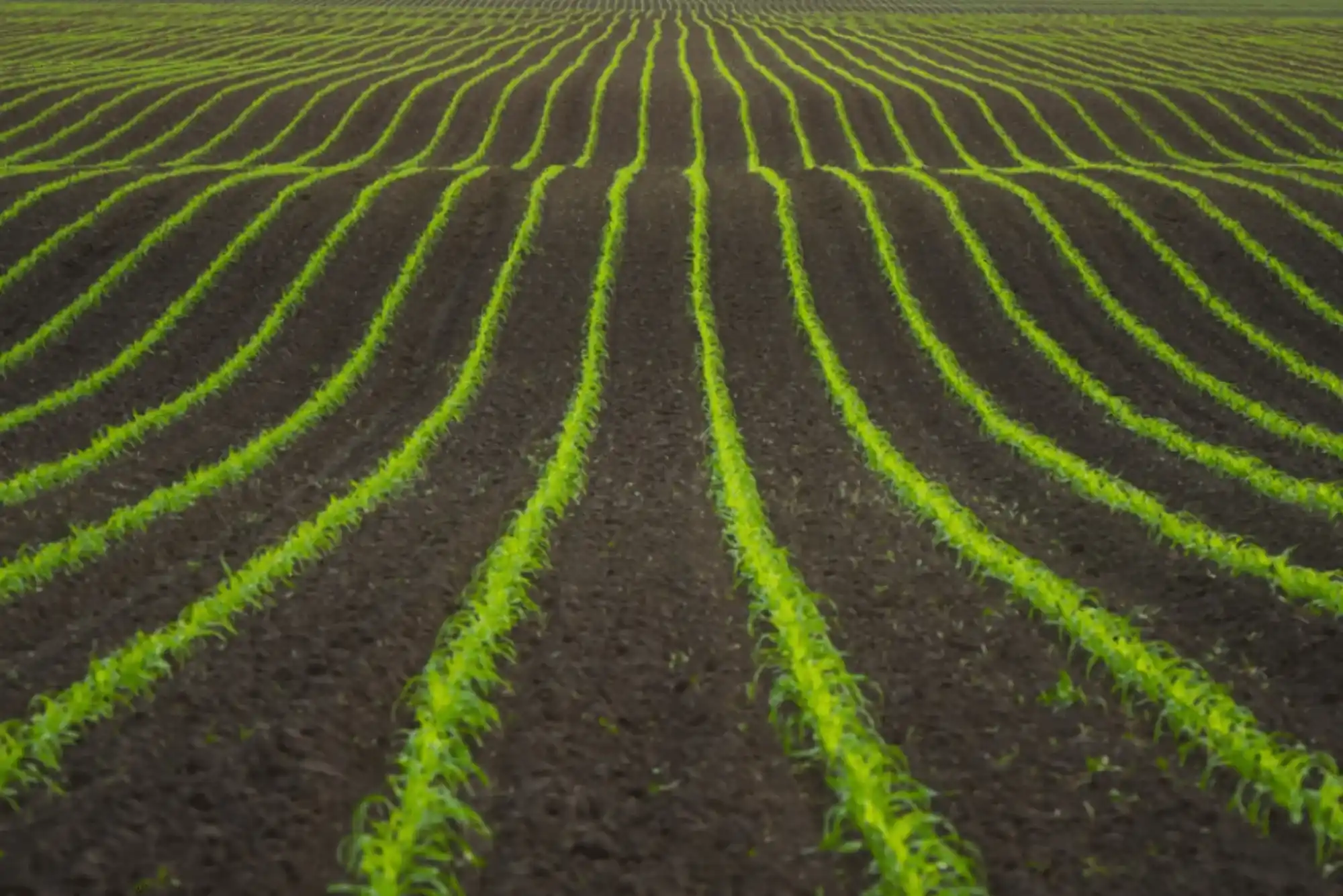 Must-Know Fertilizer Ratios for Maximum Crop Yield